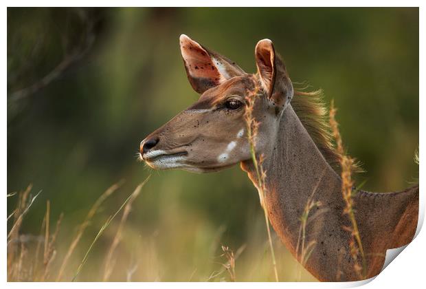 Female Kudu Profile Print by Karl Daniels