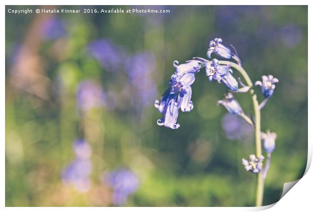 Bluebells Print by Natalie Kinnear