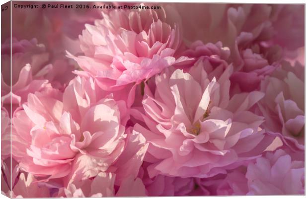 Pink Blossom Background Canvas Print by Paul Fleet