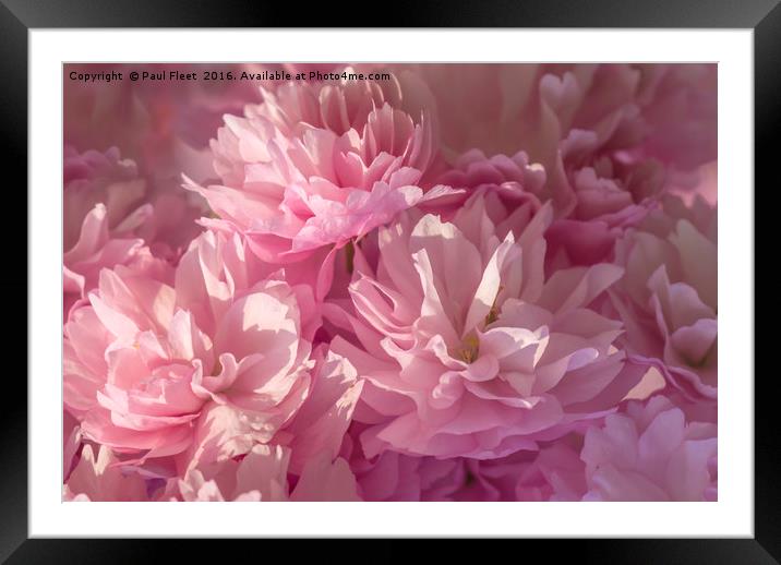 Pink Blossom Background Framed Mounted Print by Paul Fleet
