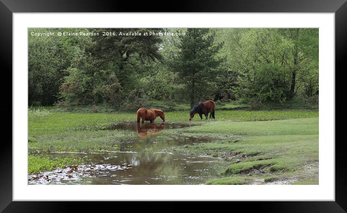 New Forest Ponies Framed Mounted Print by Elaine Pearson