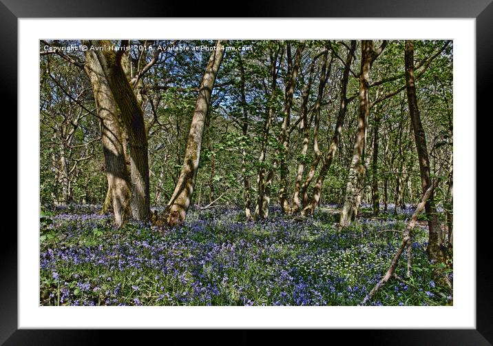 Bluebells in the woods Framed Mounted Print by Avril Harris