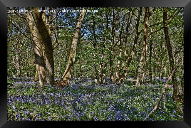Bluebells in the woods Framed Print by Avril Harris