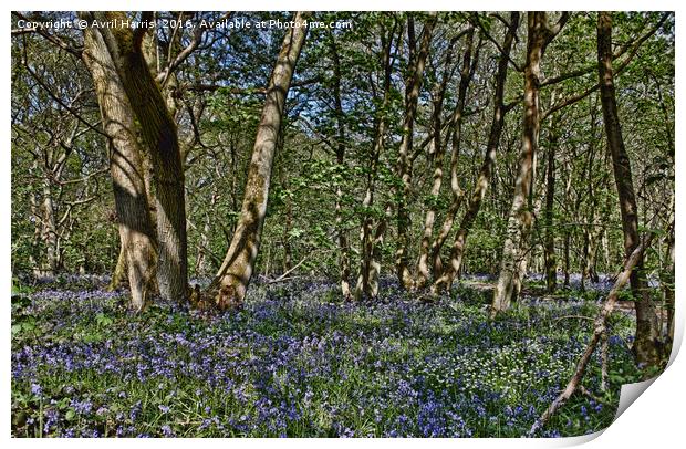 Bluebells in the woods Print by Avril Harris