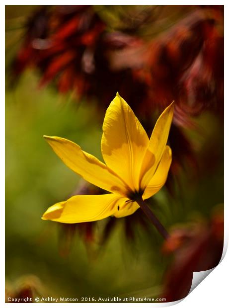 Tulip Bokeh Print by Ashley Watson