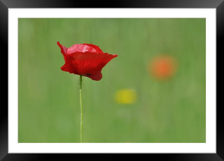 poppy Framed Mounted Print by Macrae Images