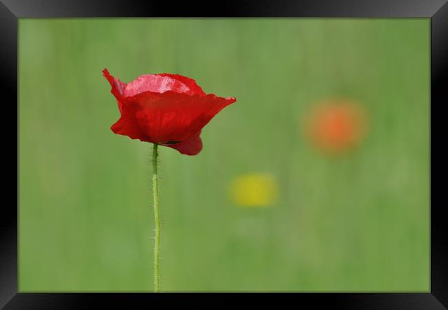 poppy Framed Print by Macrae Images