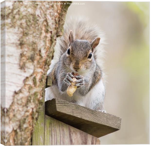 Contented Squirrel Canvas Print by Natalie Kinnear