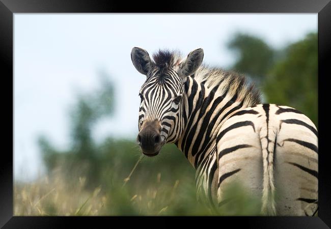 Looking Back Zebra Framed Print by Karl Daniels