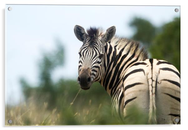 Looking Back Zebra Acrylic by Karl Daniels
