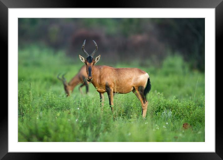 Red Hartebeest Grazing Framed Mounted Print by Karl Daniels