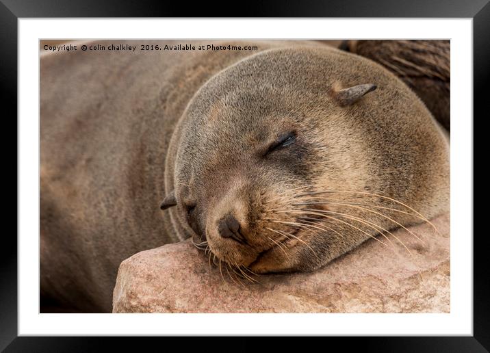 Fur Seal Basking at Cape Cross Framed Mounted Print by colin chalkley