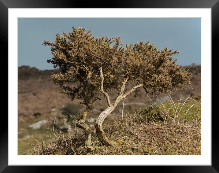Lone Gorse Bush Framed Mounted Print by Philip Hodges aFIAP ,
