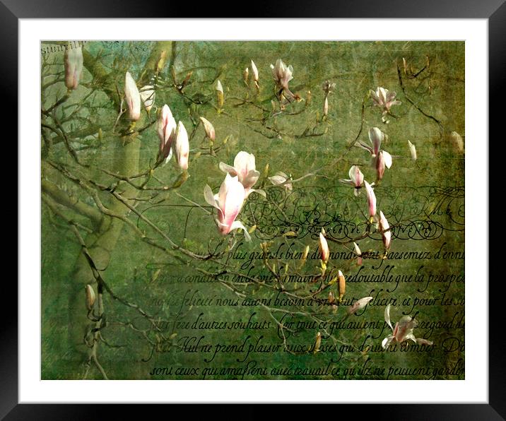 Magnolia Blossom Framed Mounted Print by LIZ Alderdice