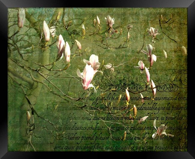 Magnolia Blossom Framed Print by LIZ Alderdice