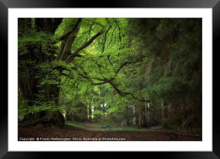 Springtime Woods Framed Mounted Print by Fraser Hetherington