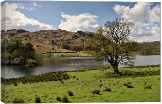 Rydal Water Tree Canvas Print by John Hare