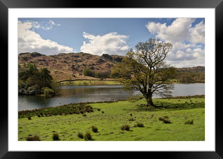 Rydal Water Tree Framed Mounted Print by John Hare