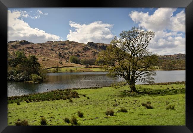 Rydal Water Tree Framed Print by John Hare