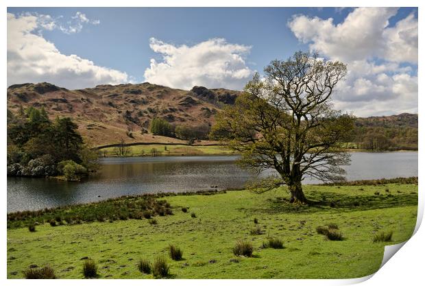 Rydal Water Tree Print by John Hare