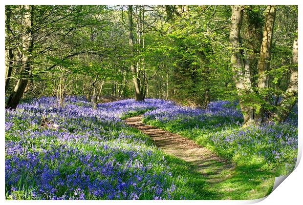 Sussex Bluebell Woods Print by Phil Clements