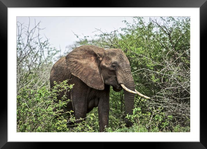 The African Elephant Framed Mounted Print by Karl Daniels