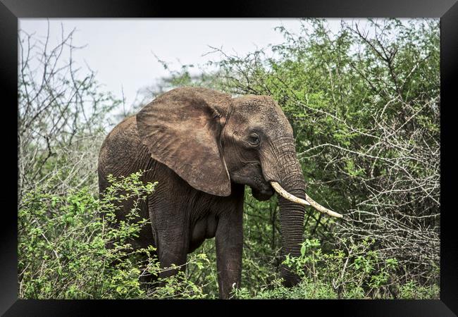 The African Elephant Framed Print by Karl Daniels