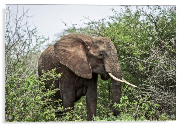The African Elephant Acrylic by Karl Daniels