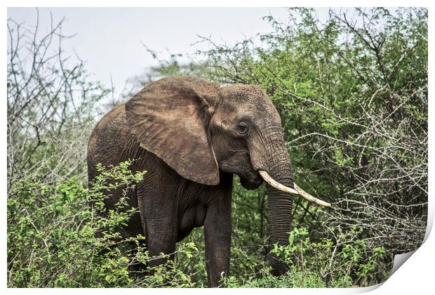 The African Elephant Print by Karl Daniels