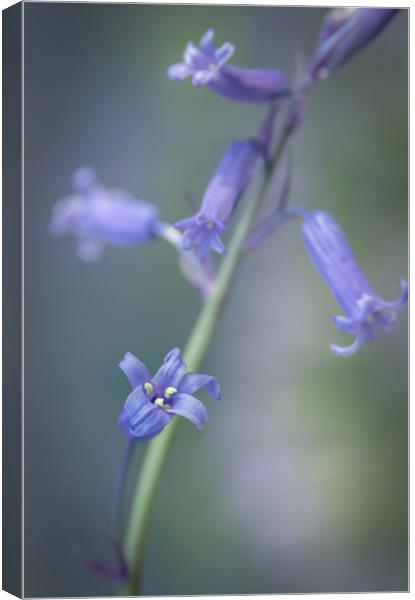 Bluebell Dream  Canvas Print by chris smith