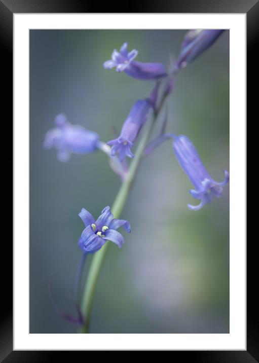 Bluebell Dream  Framed Mounted Print by chris smith