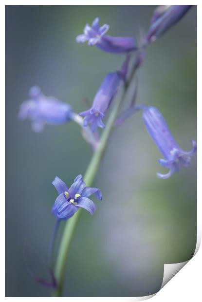 Bluebell Dream  Print by chris smith