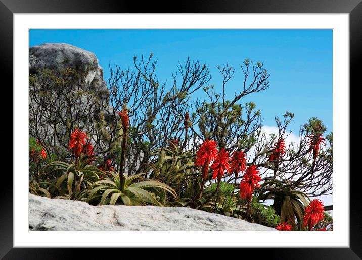 Flora On Table Mountain Framed Mounted Print by Karl Daniels