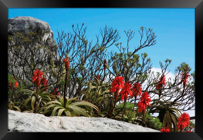 Flora On Table Mountain Framed Print by Karl Daniels