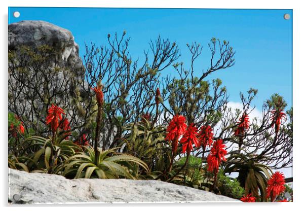 Flora On Table Mountain Acrylic by Karl Daniels