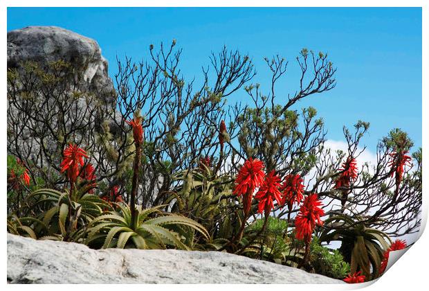 Flora On Table Mountain Print by Karl Daniels