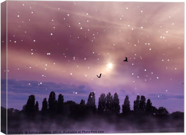 Star filled night Canvas Print by sylvia scotting