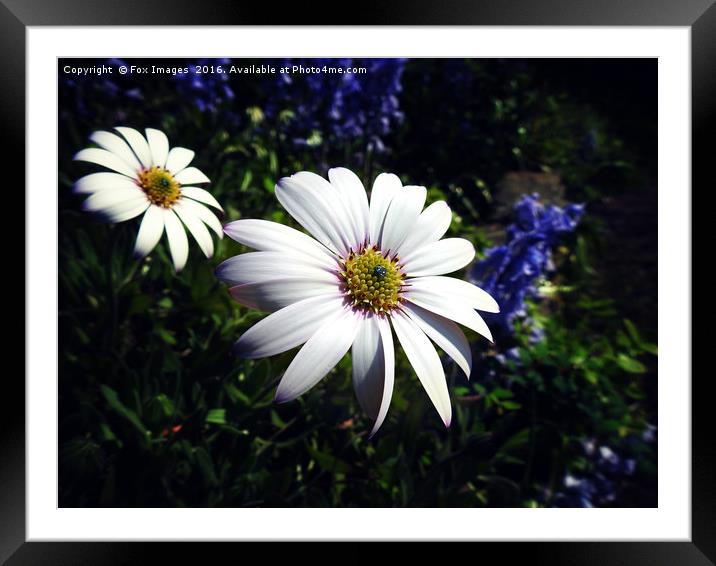 flowers in the garden Framed Mounted Print by Derrick Fox Lomax