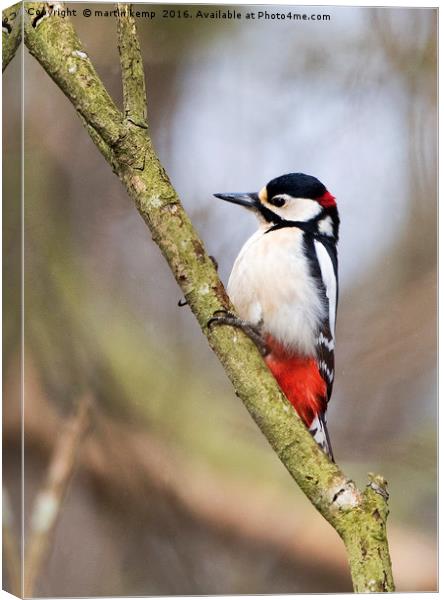 Male Great Spotted Woodpecker Canvas Print by Martin Kemp Wildlife