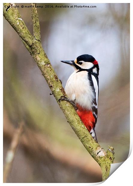Male Great Spotted Woodpecker Print by Martin Kemp Wildlife