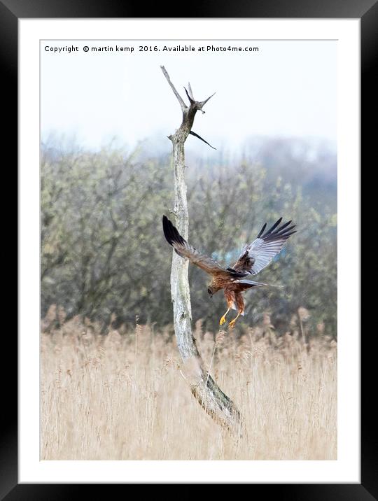 Marsh Harrier Ready to Pounce Framed Mounted Print by Martin Kemp Wildlife