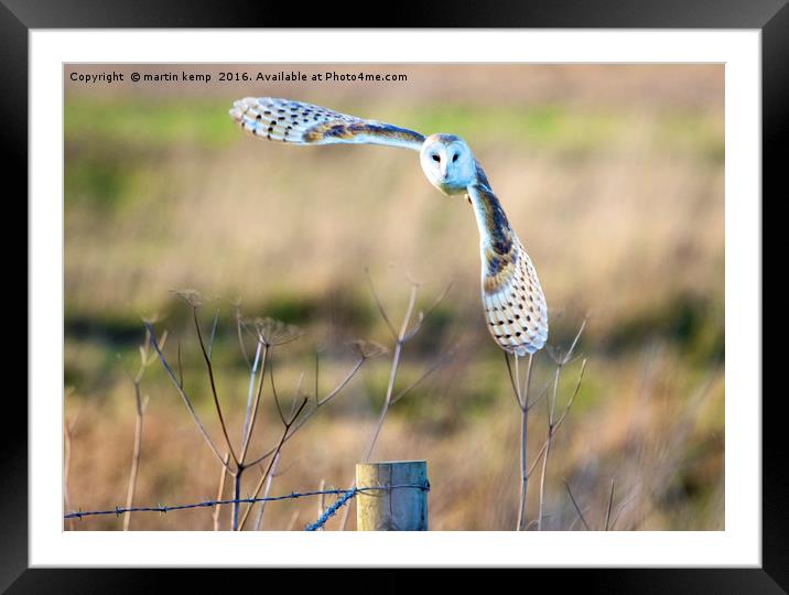 Barn Owl in Flight Framed Mounted Print by Martin Kemp Wildlife