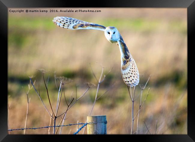 Barn Owl in Flight Framed Print by Martin Kemp Wildlife