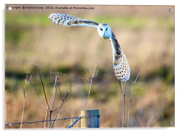 Barn Owl in Flight Acrylic by Martin Kemp Wildlife