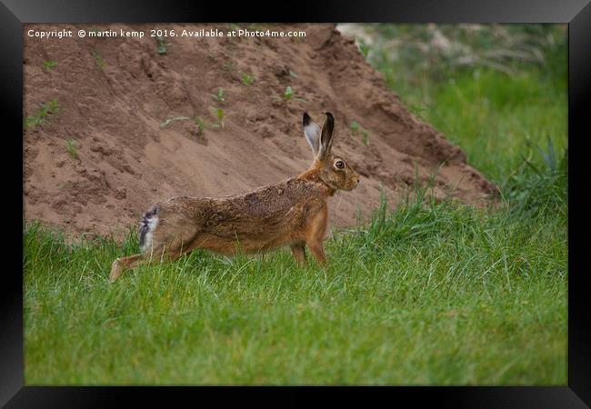 Brown Hare Framed Print by Martin Kemp Wildlife