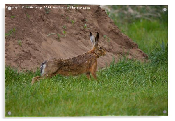 Brown Hare Acrylic by Martin Kemp Wildlife