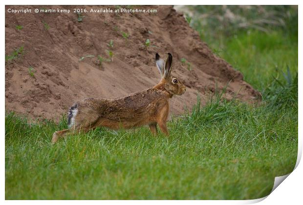Brown Hare Print by Martin Kemp Wildlife
