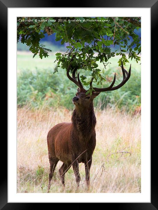 Decorating The Antlers  Framed Mounted Print by Martin Kemp Wildlife