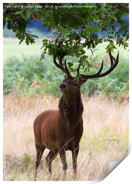 Decorating The Antlers  Print by Martin Kemp Wildlife