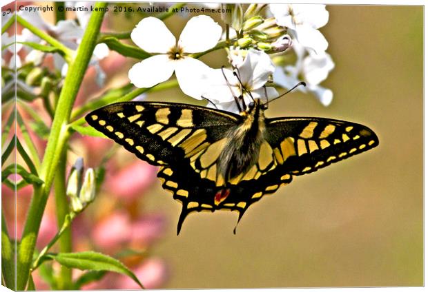 Swallowtail Butterfly  Canvas Print by Martin Kemp Wildlife